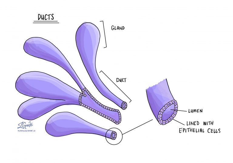 What is a duct? MyPathologyReport.ca