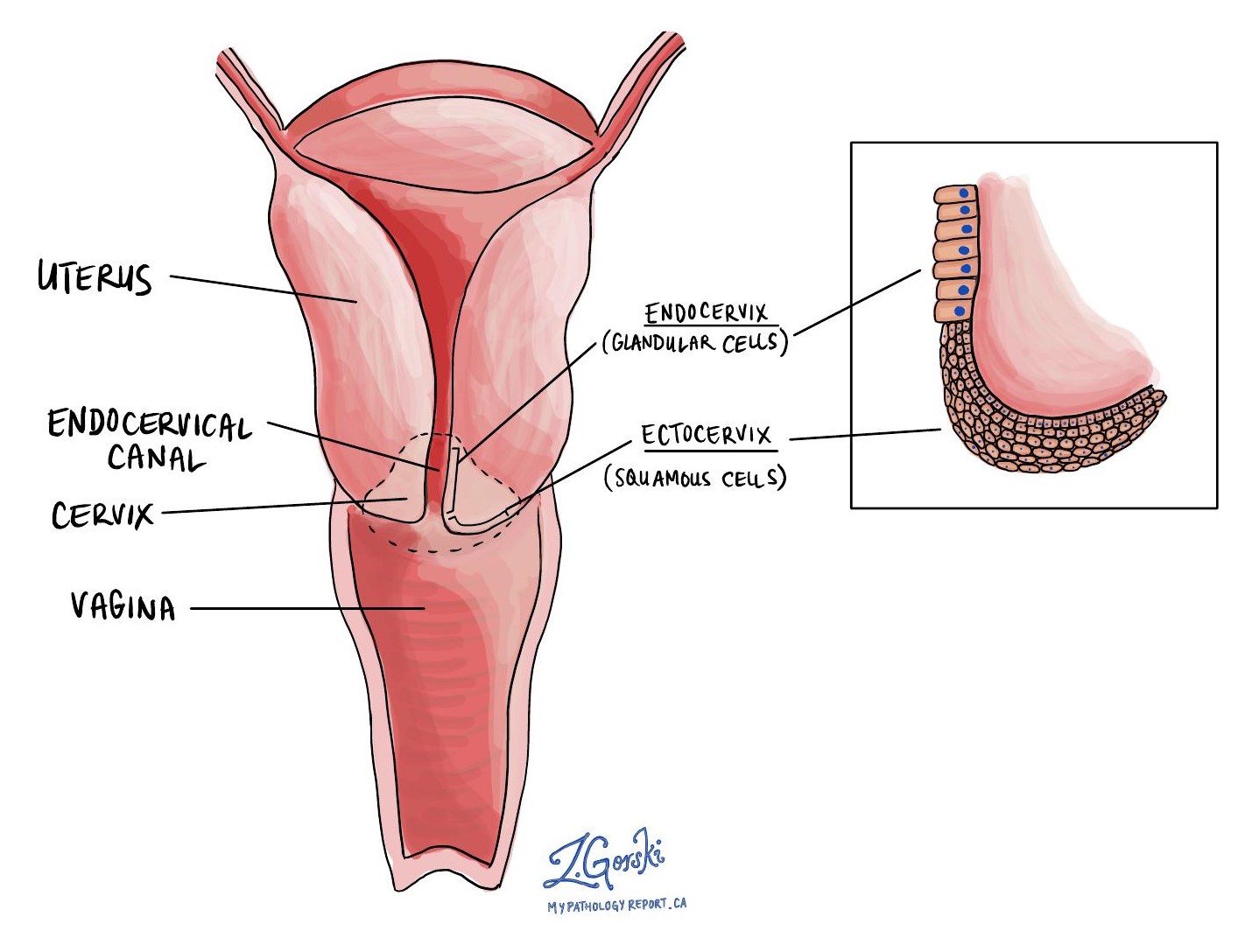 The cervix