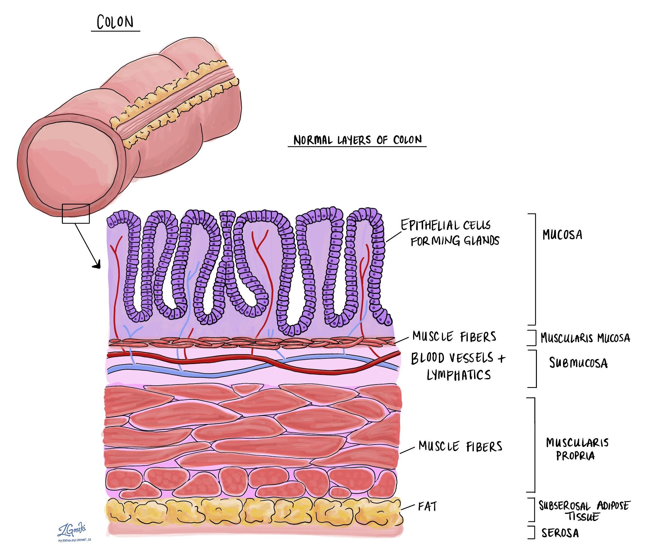 capas de colon normales