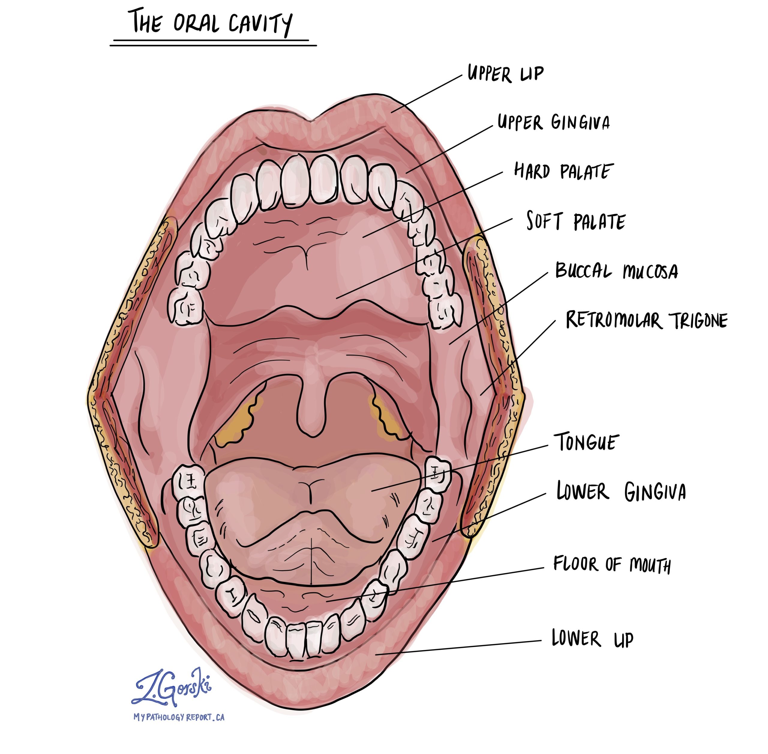 Oral cavity