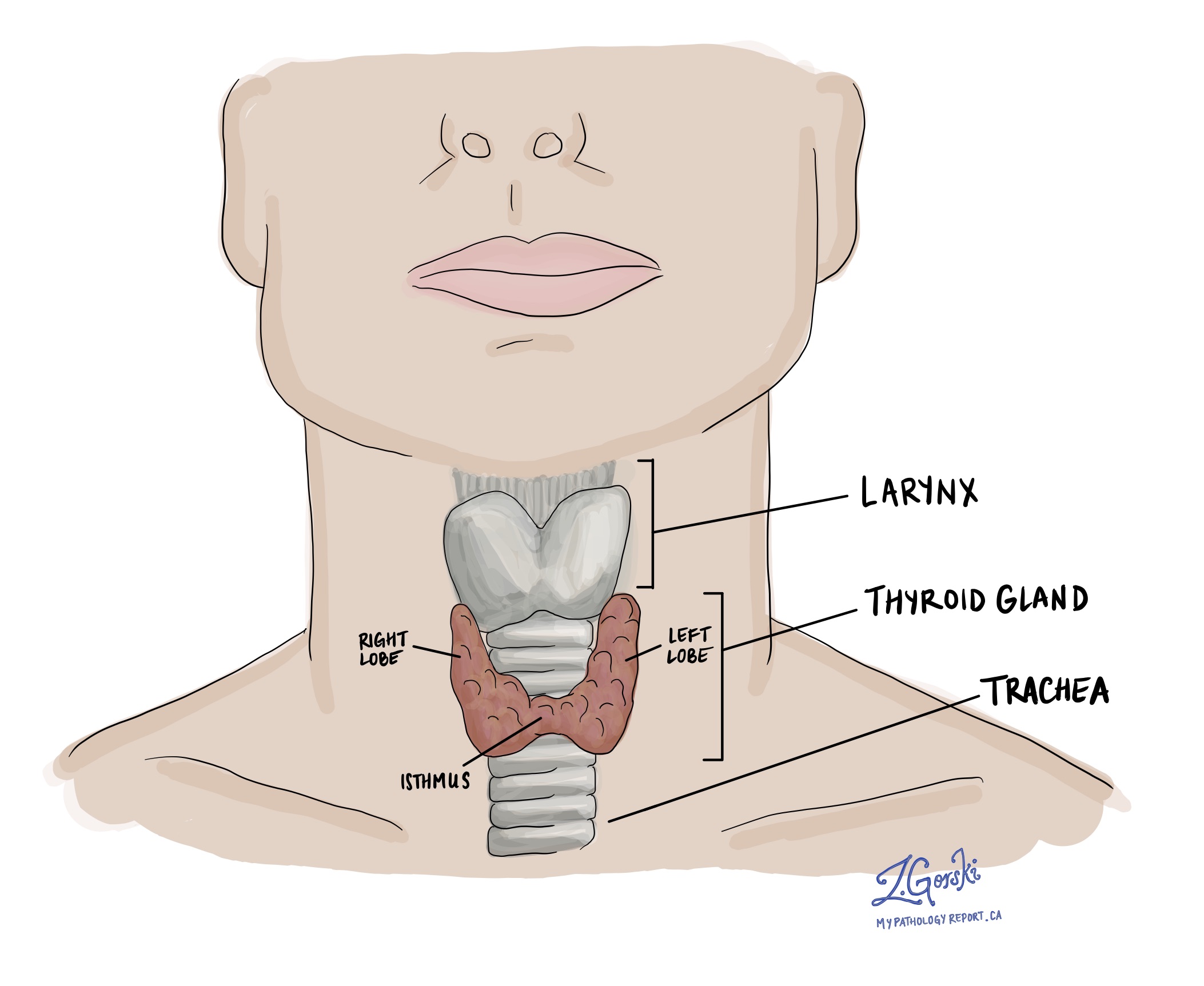 Anatomie glanda tiroidă