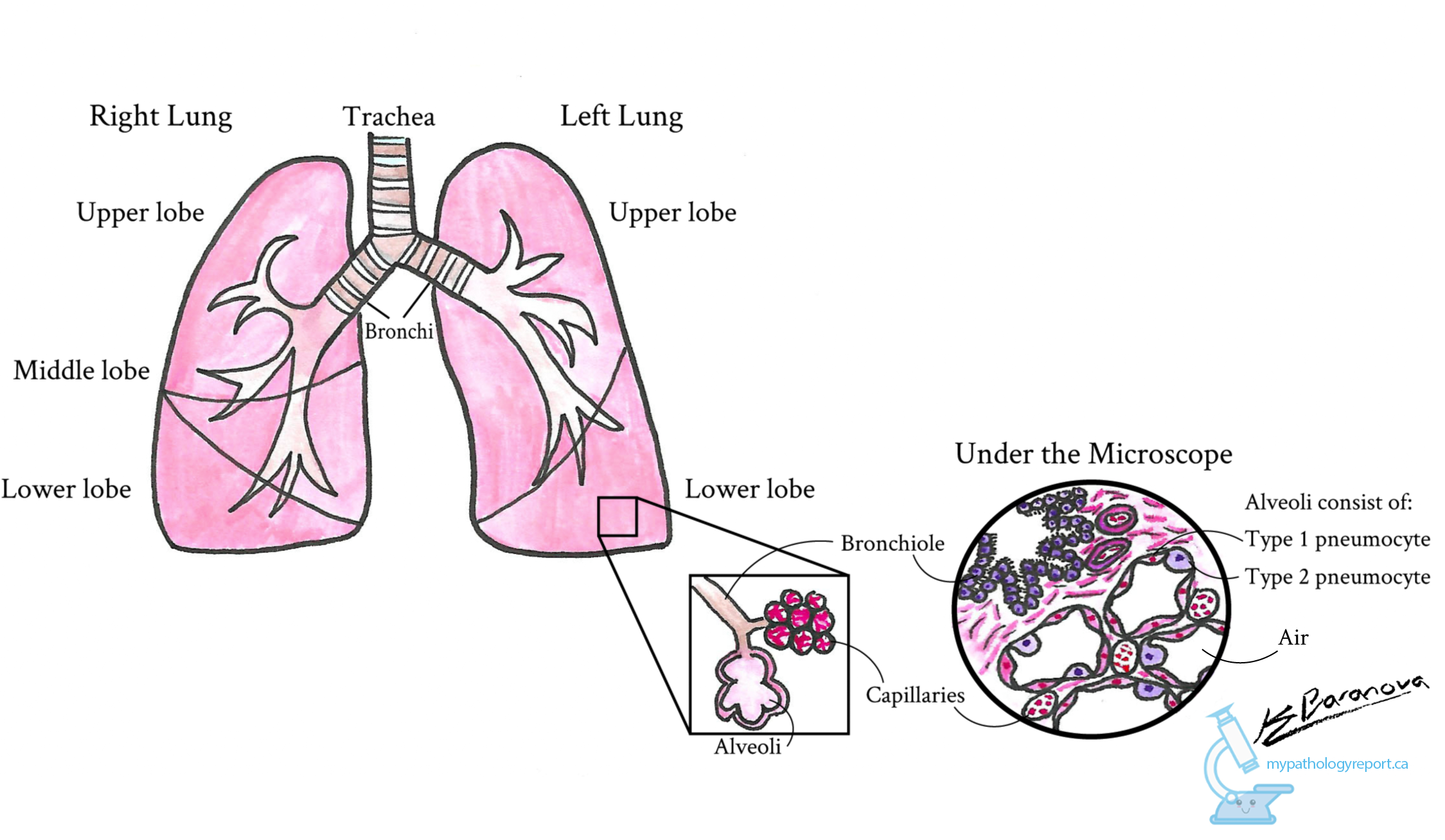 Phổi bình thường