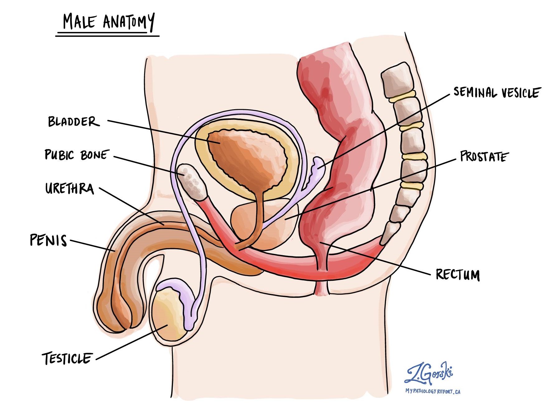 male genital tract