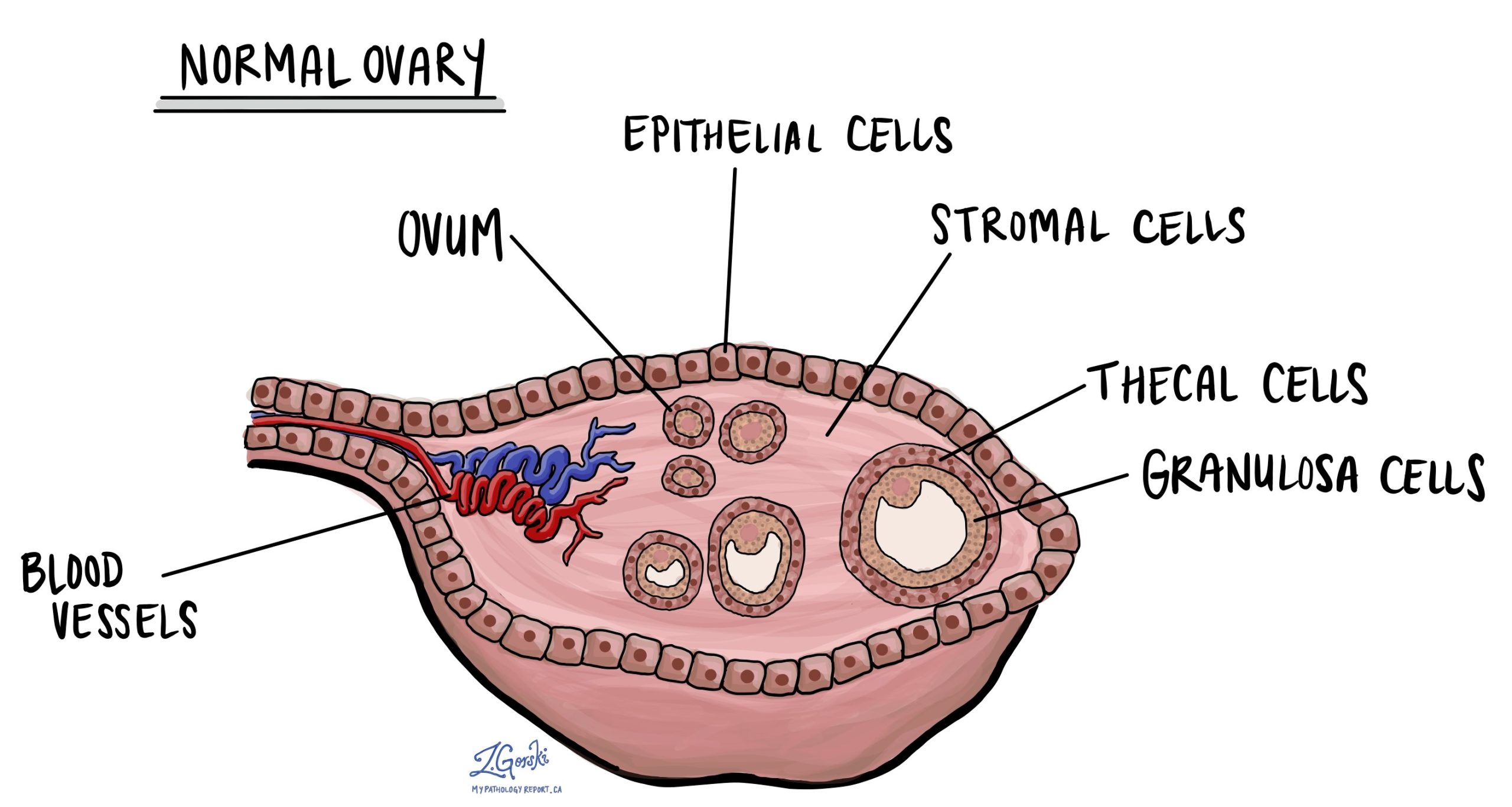 Normal ovary