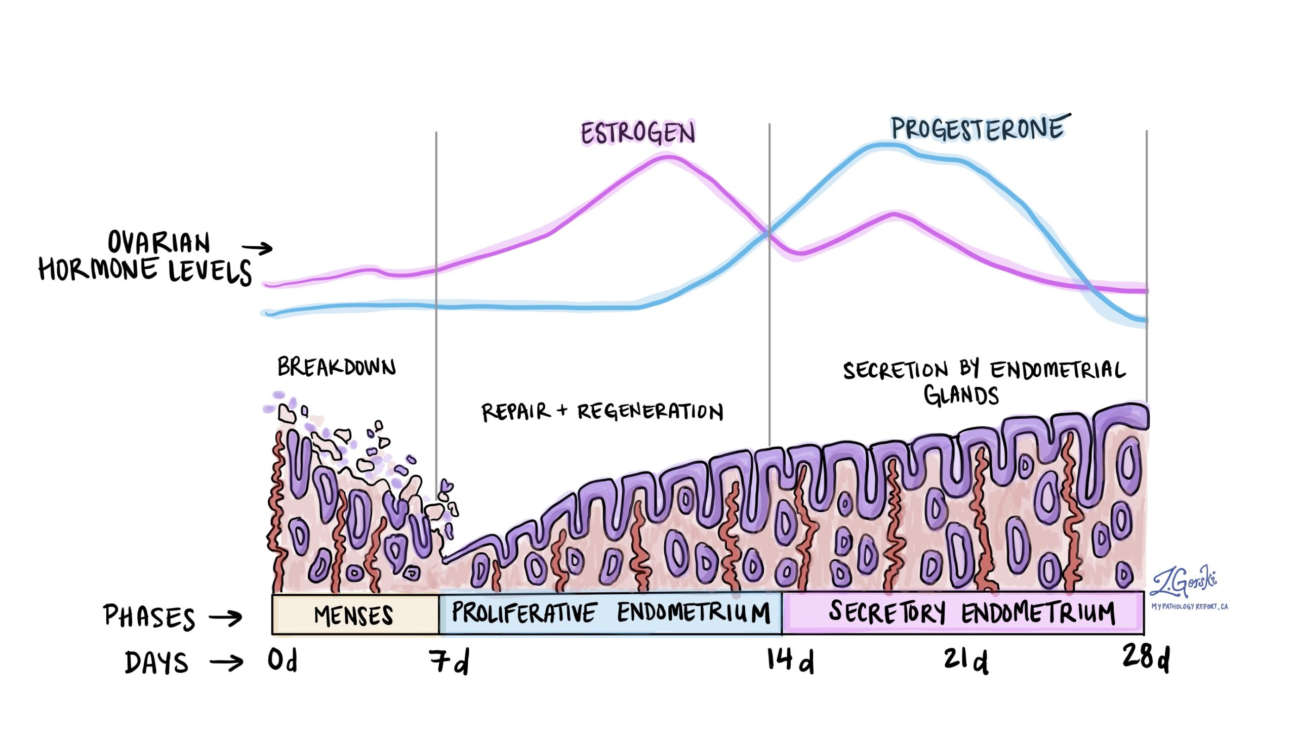 Histology secretory endometrium Secretory Endometrium