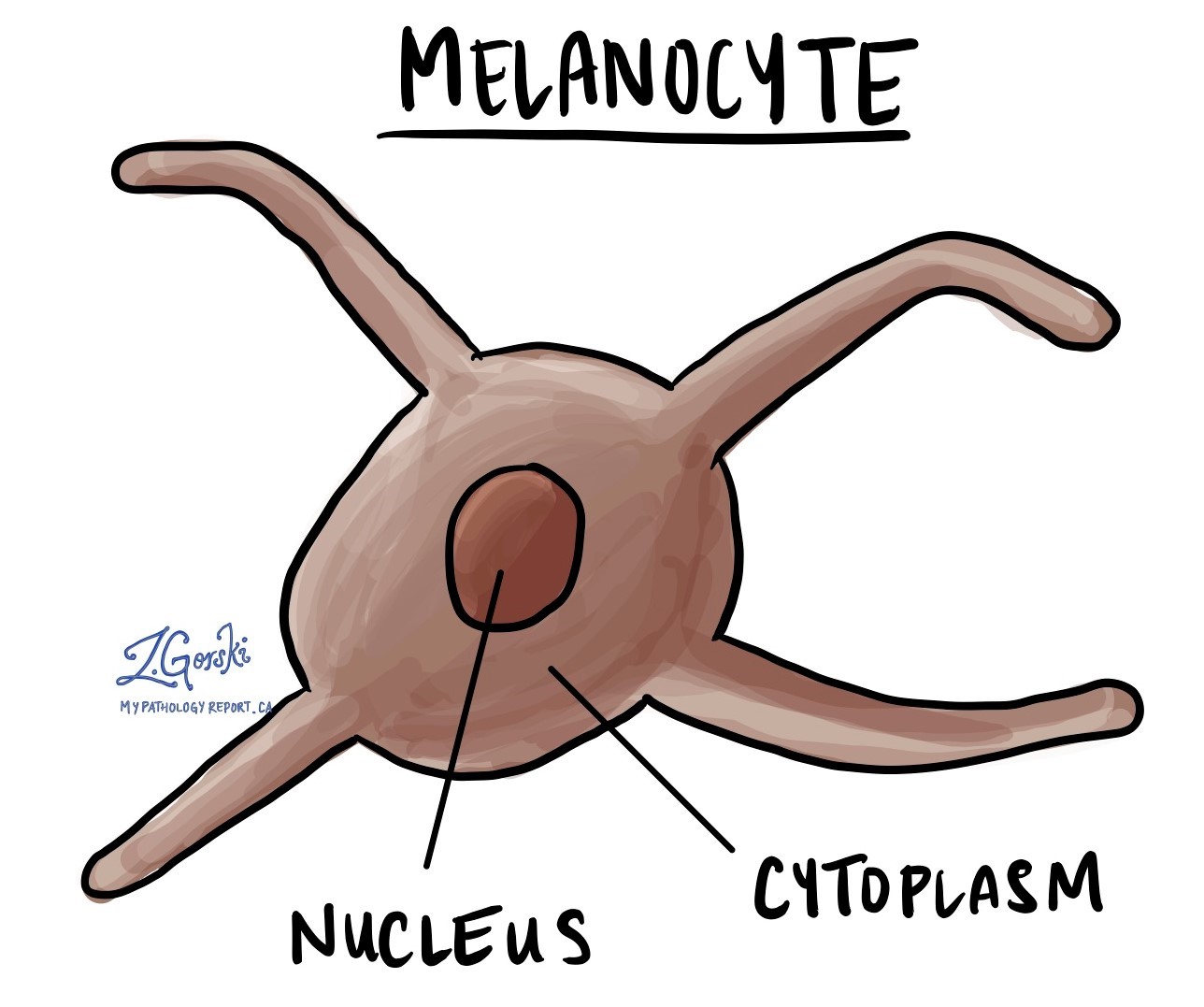 Меланоцит