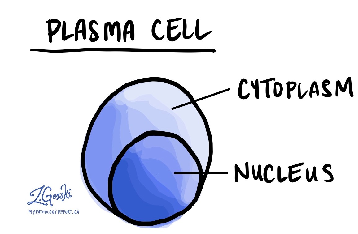 I-Plasma Cell