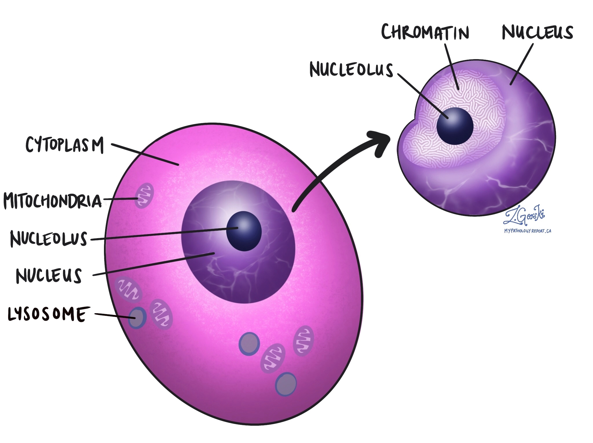 Nucleus MyPathologyReport ca
