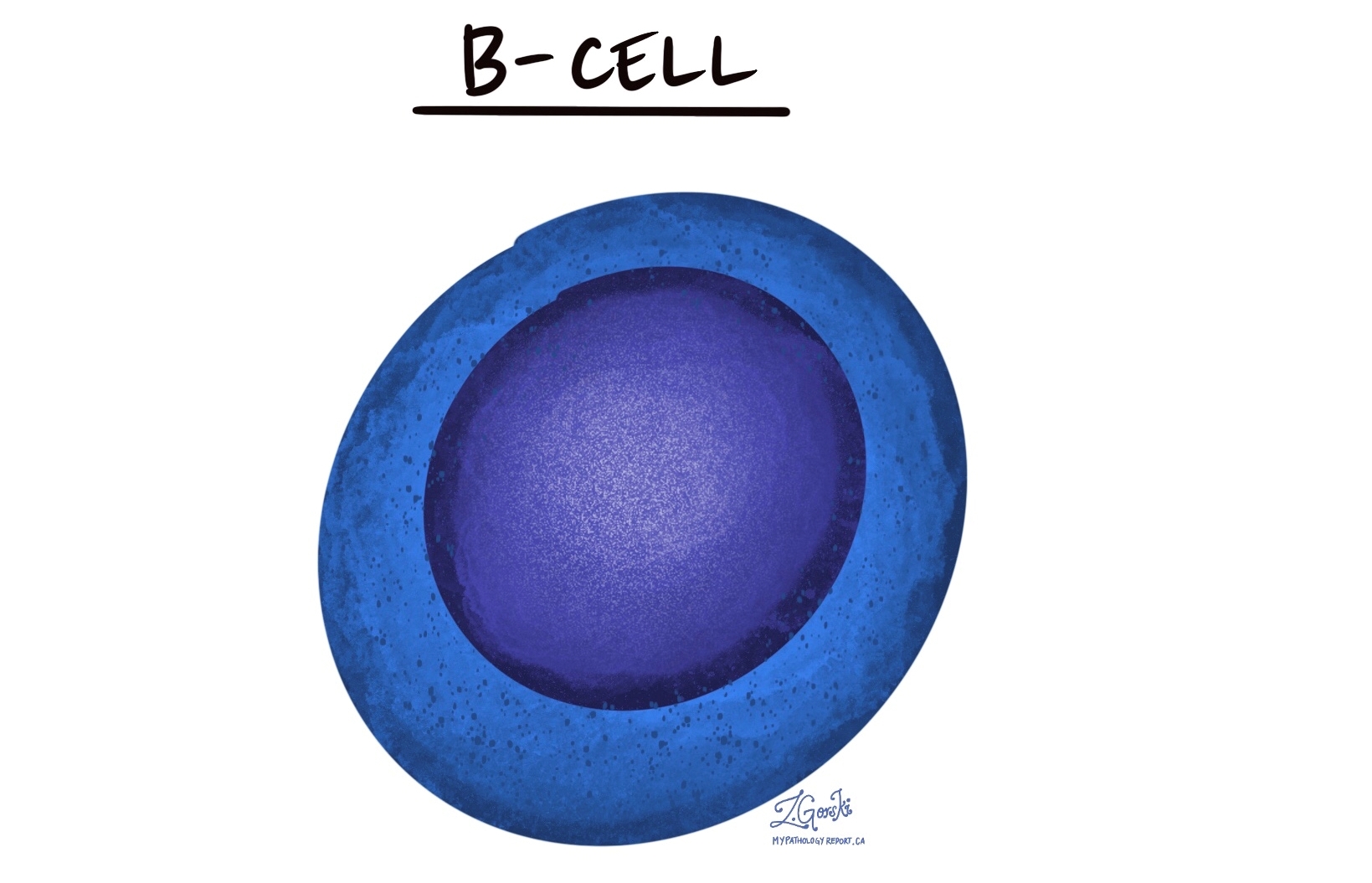 B cell