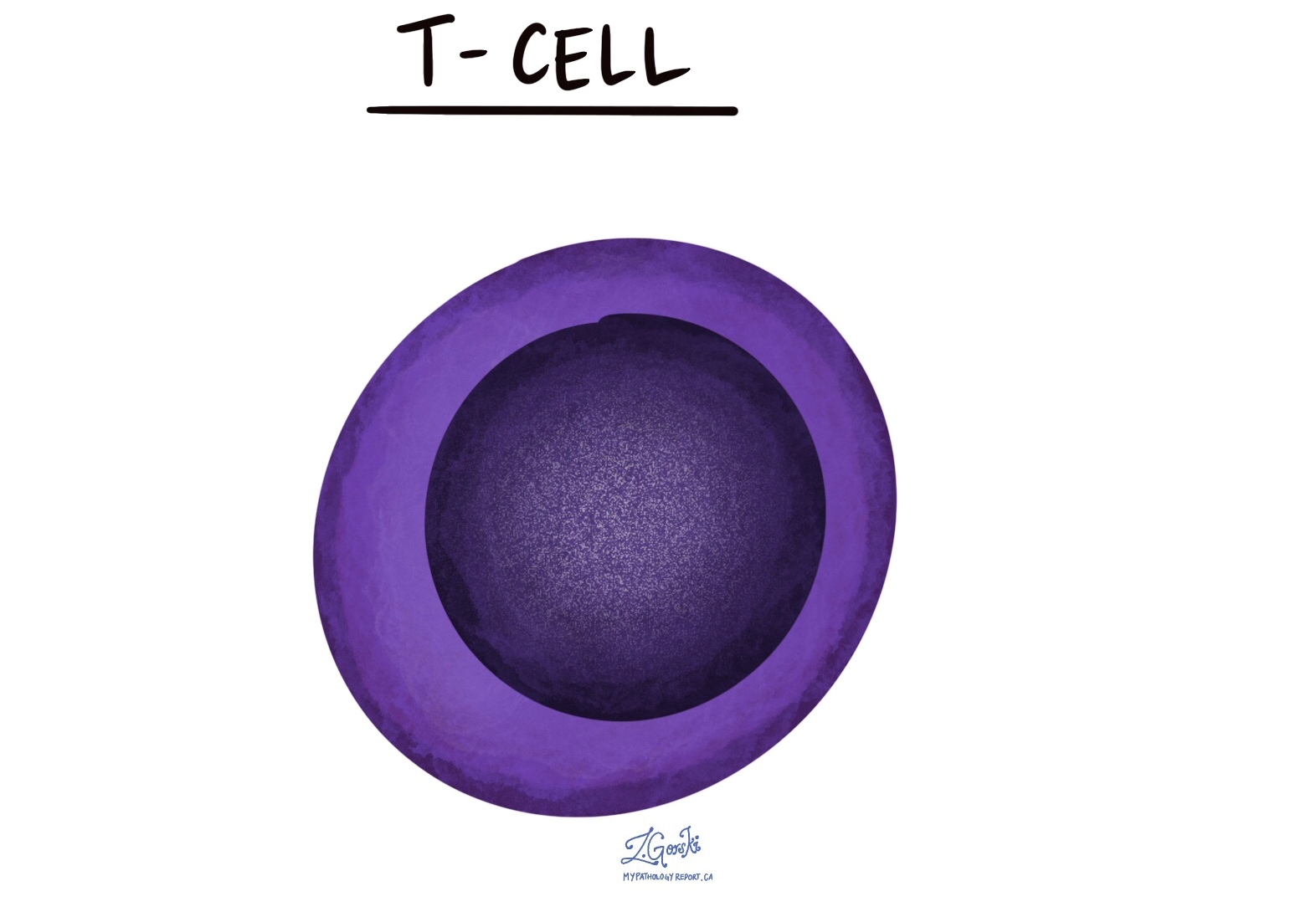 T cell