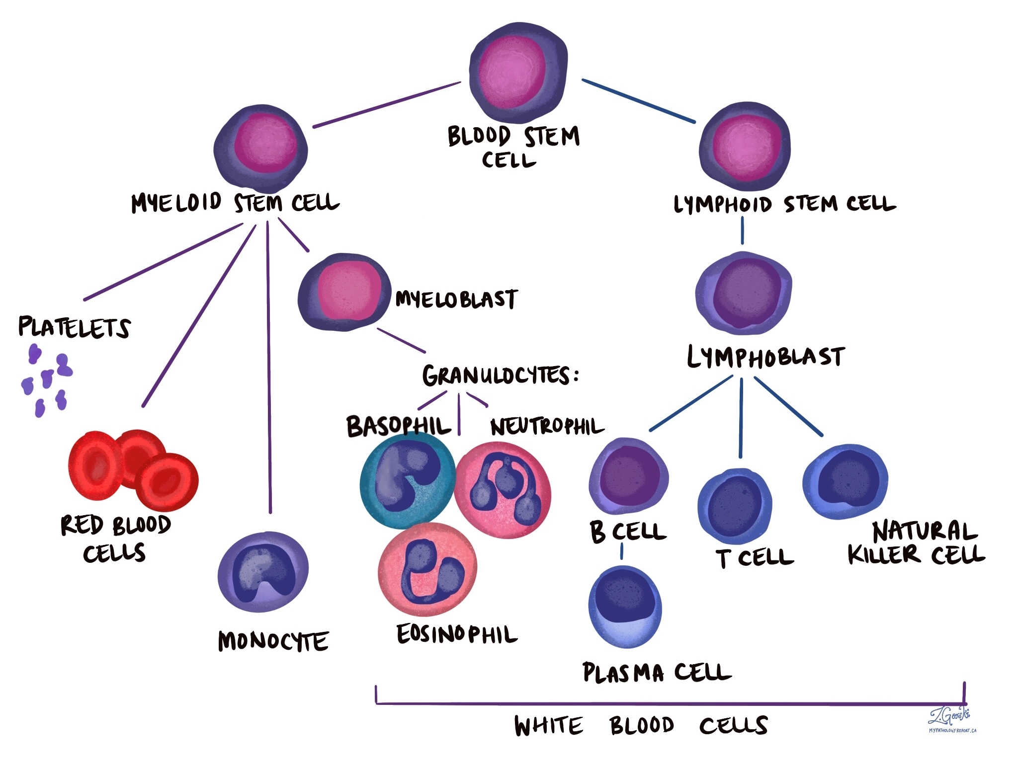 hematopoiesis