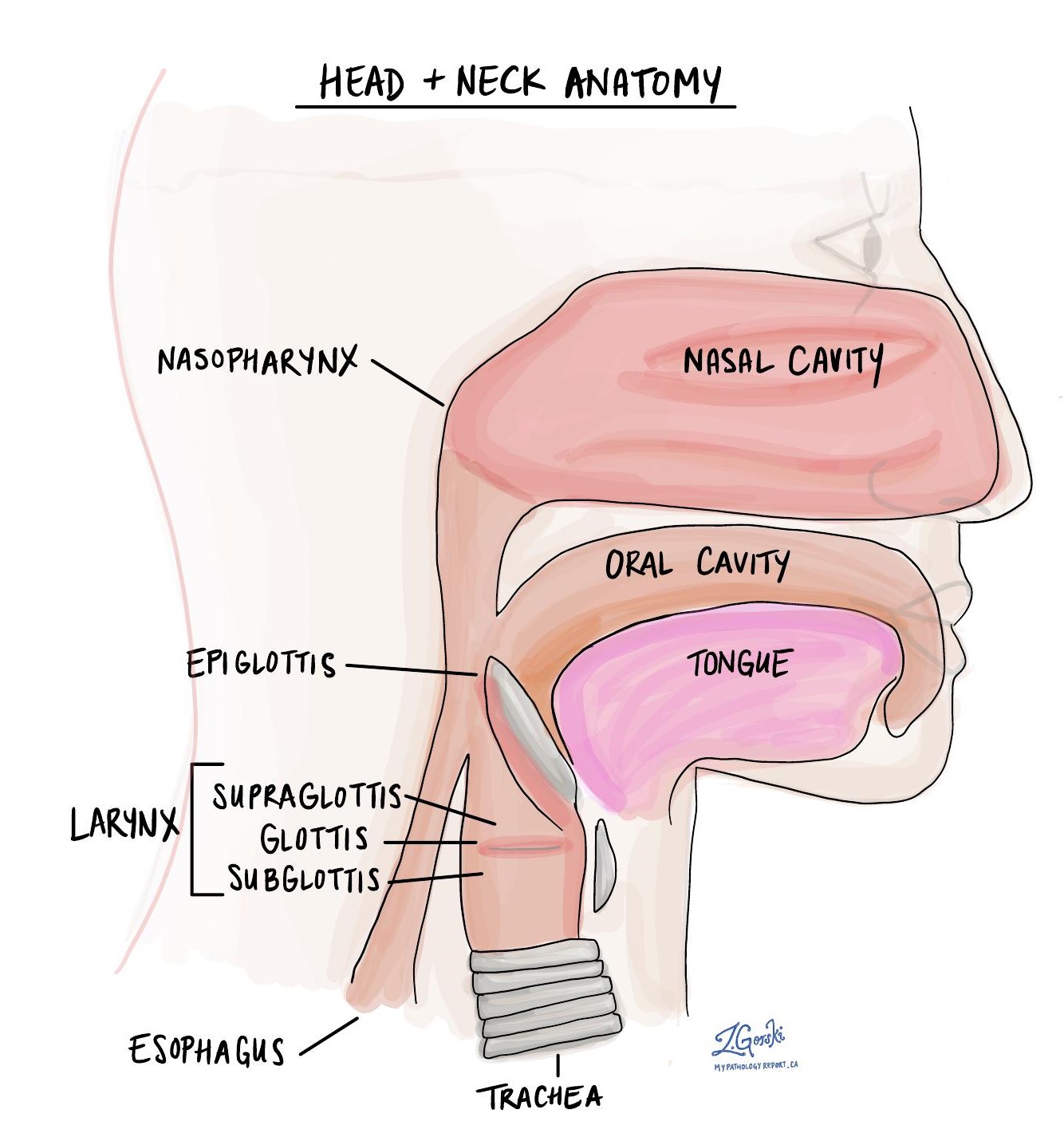 nasopharynx