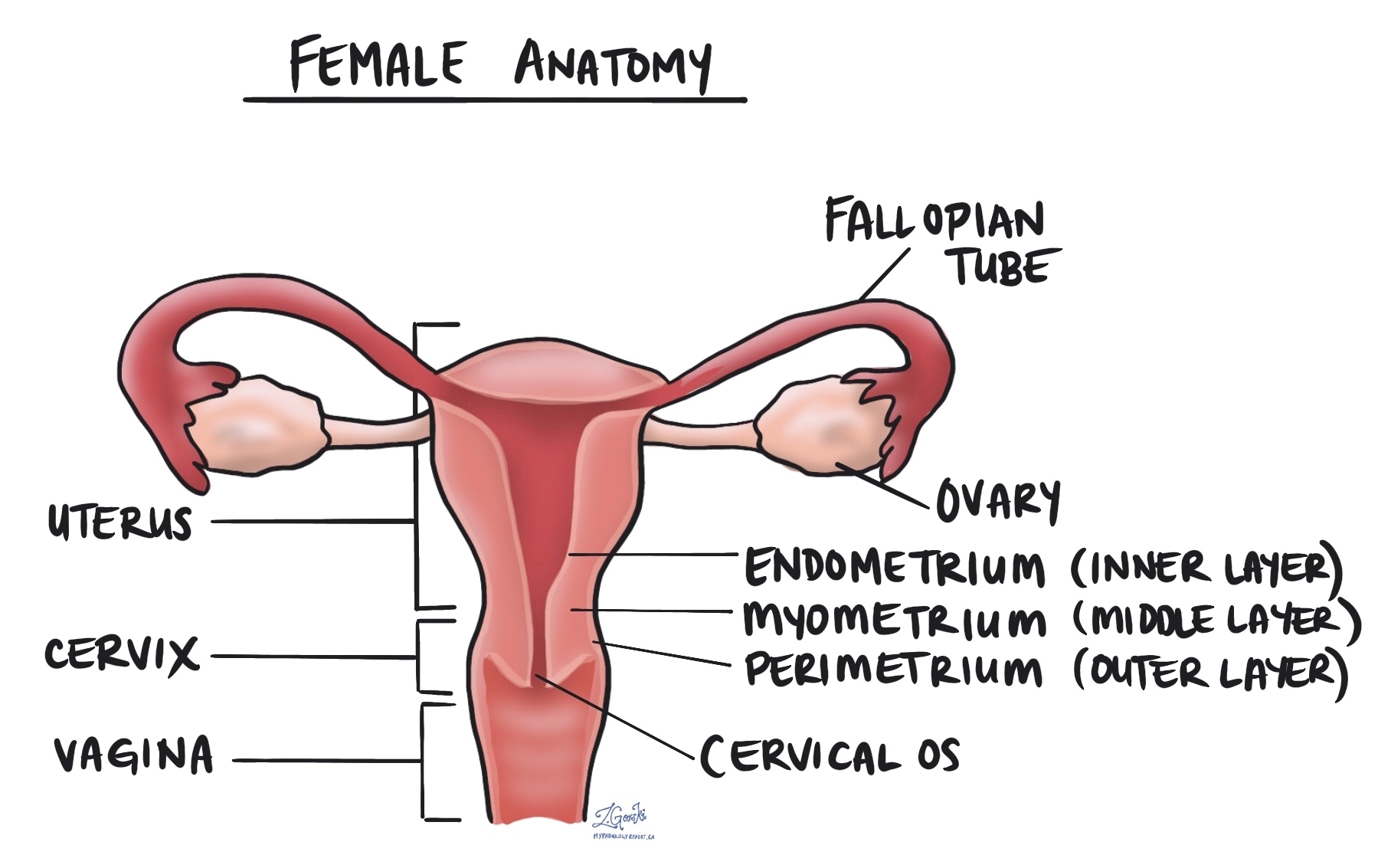 ovaries fallopian tube uterus cervix vagina