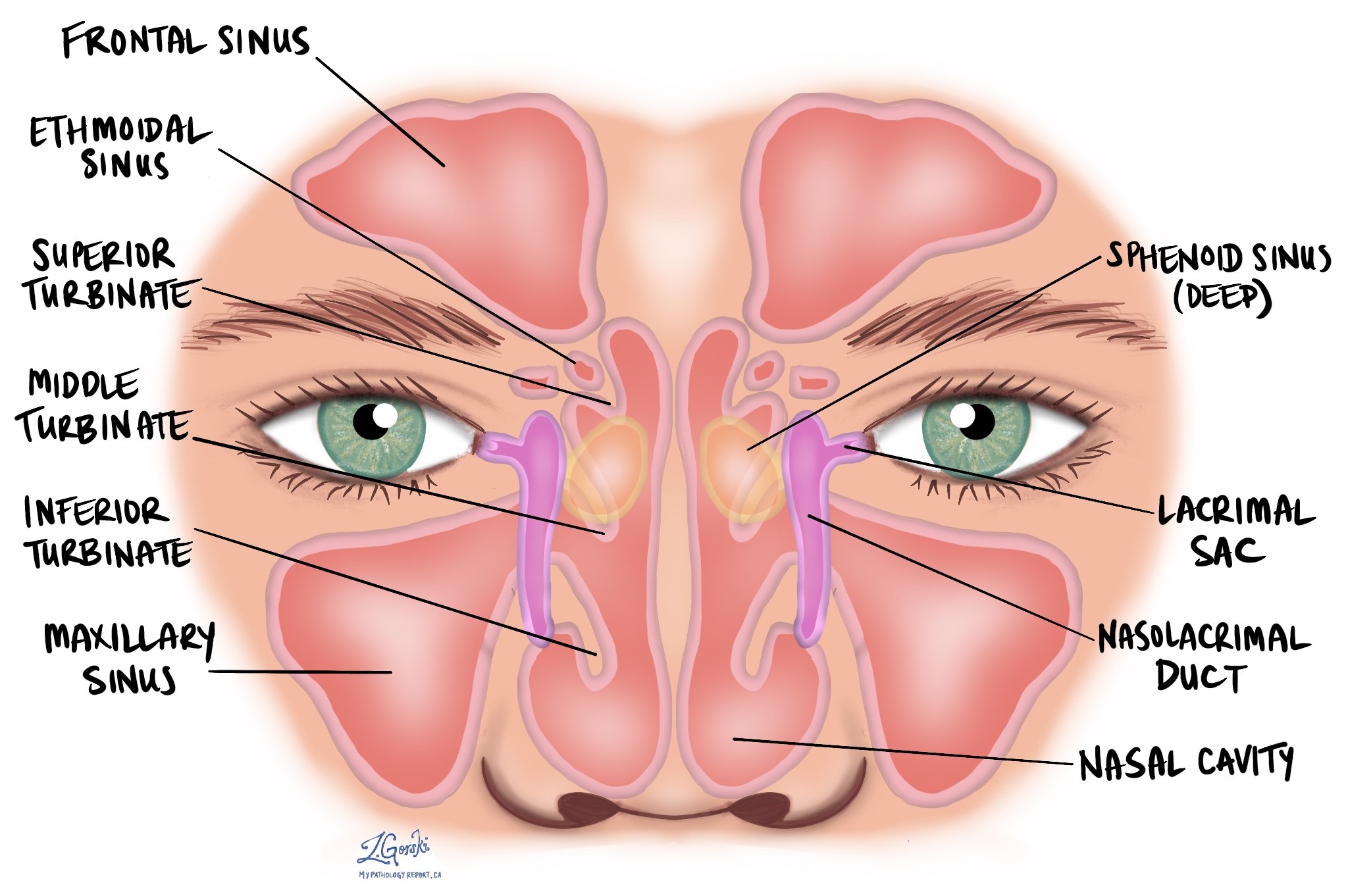 Cavidad nasal y senos paranasales