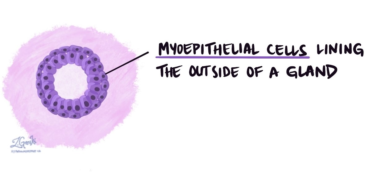 Myoepiteliální buňky