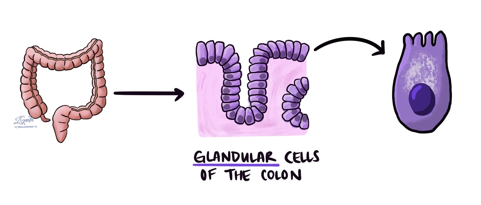 Glandular cells