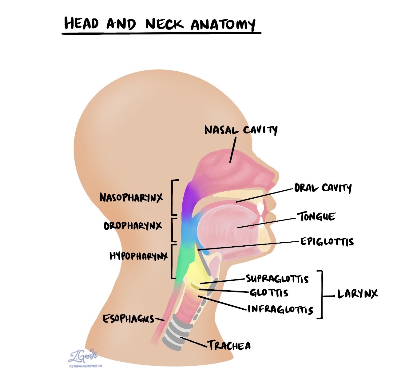anatomy head and neck