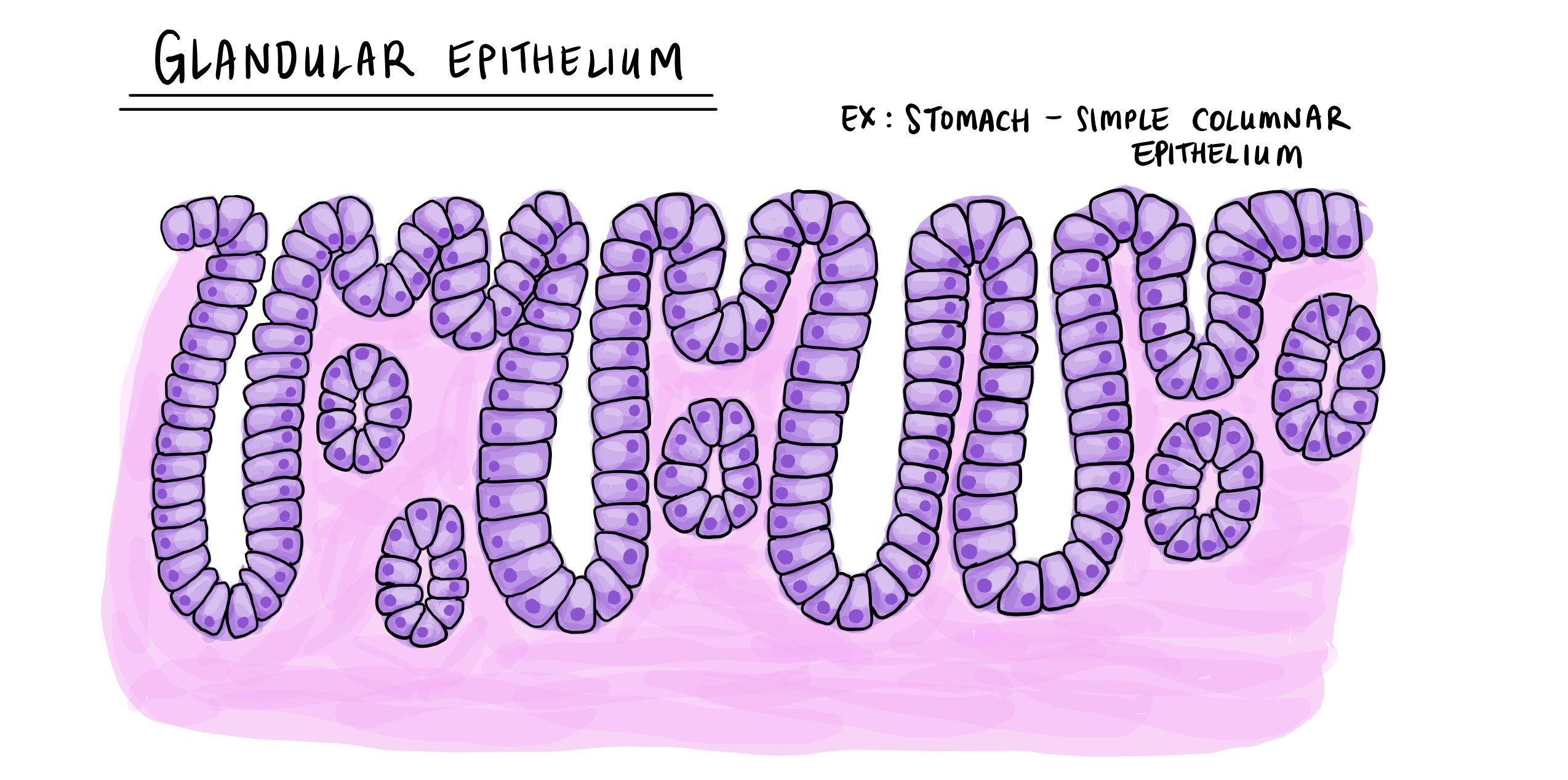 I-epithelium ye-glandular