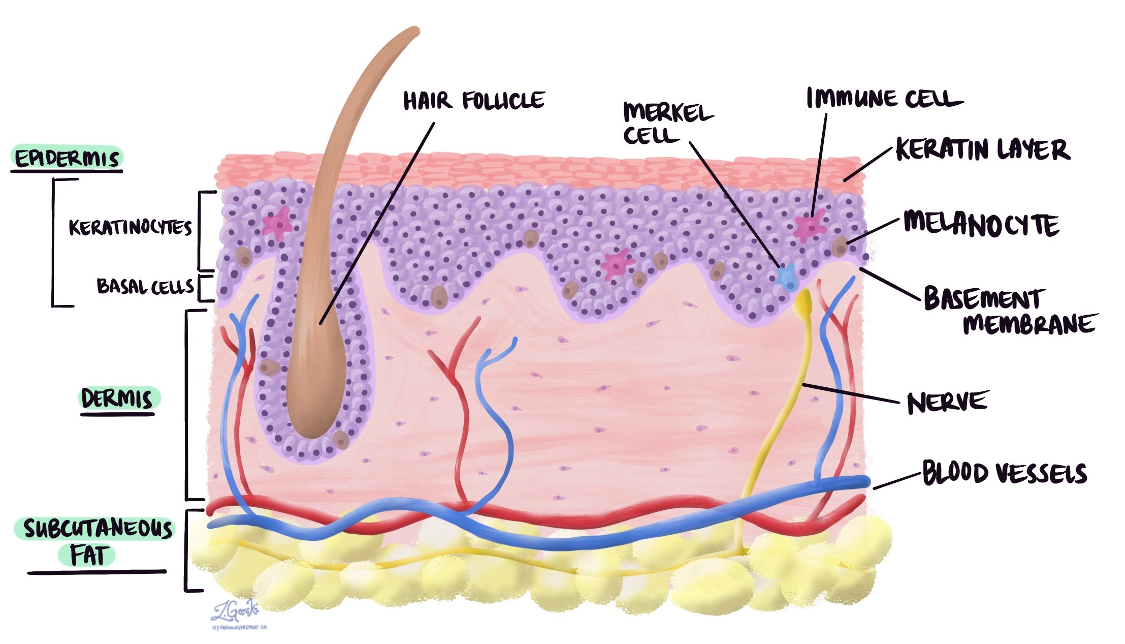 Skin Layers Histology Diagram Skin Layers Histology Diagram