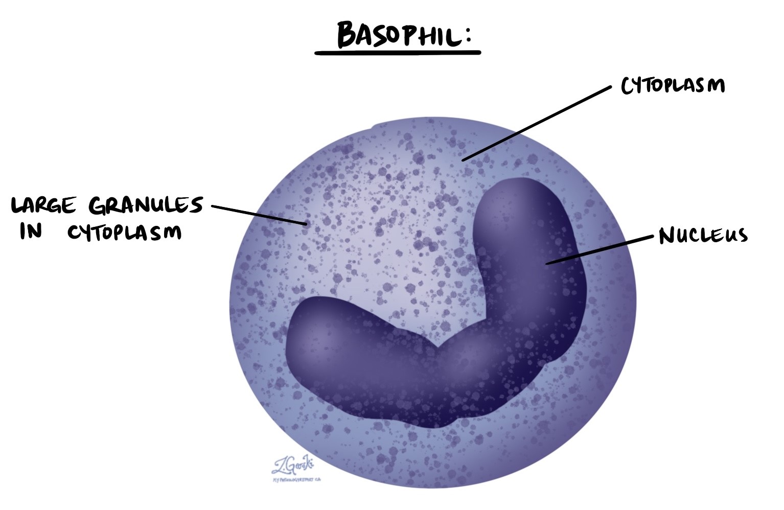 bazofili