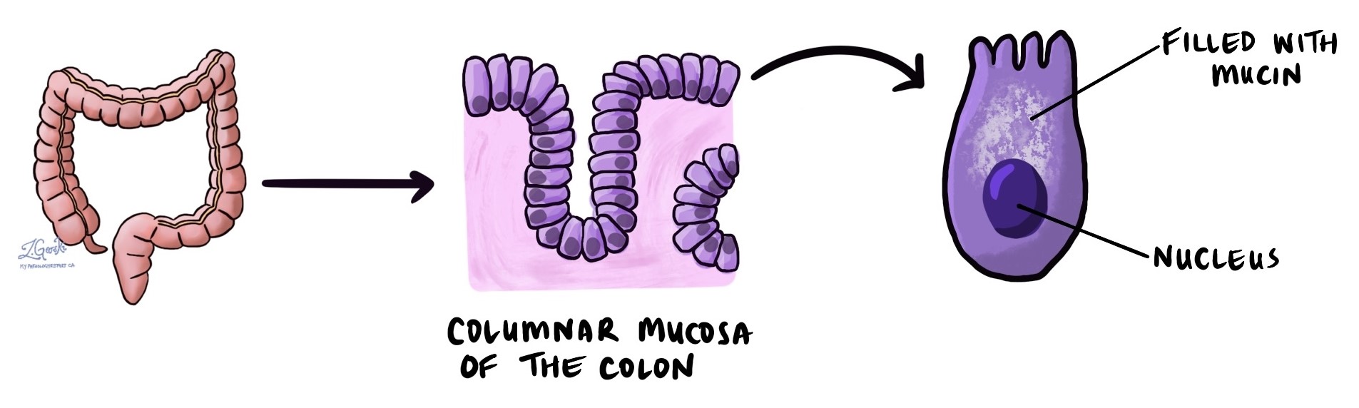 Mucosa colunar