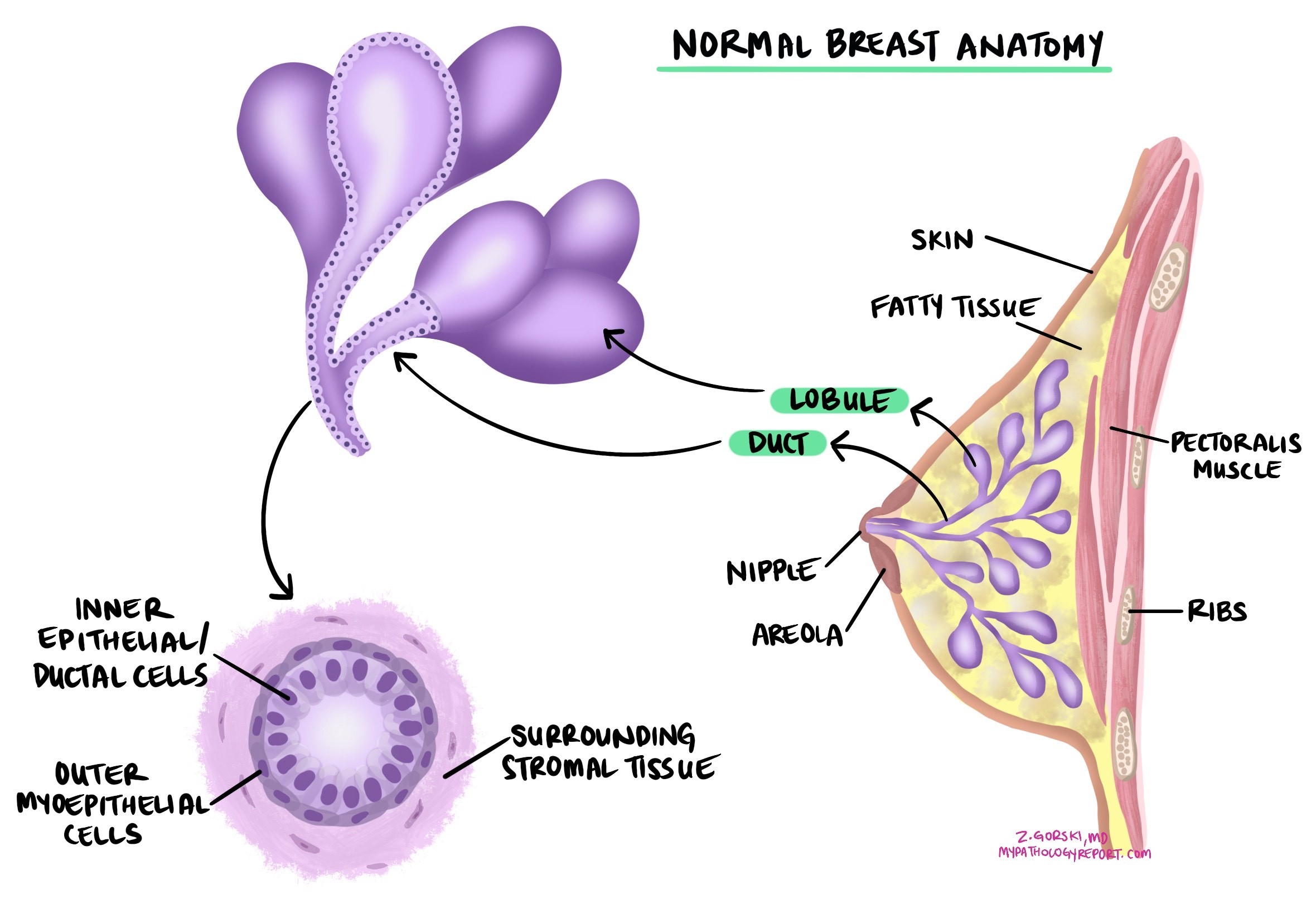 Normal breast anatomy