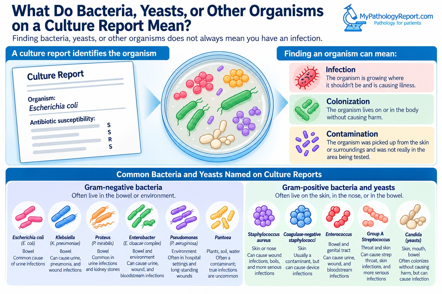 Understanding Culture Reports_ Bacteria, Yeasts