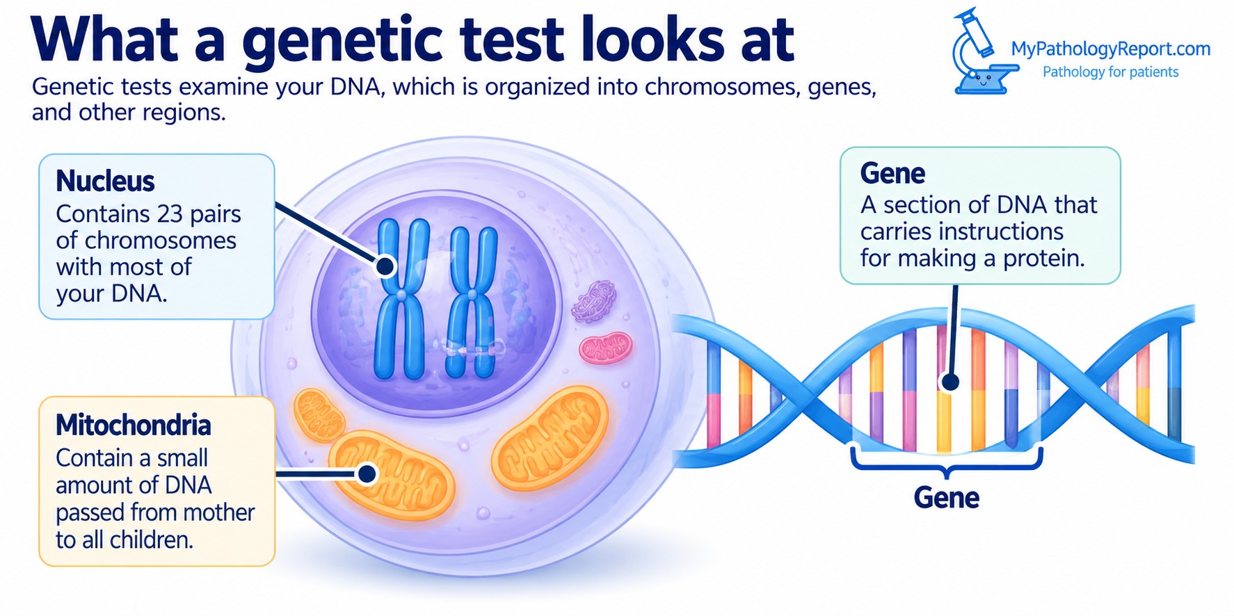 What Genetic Testing Looks At